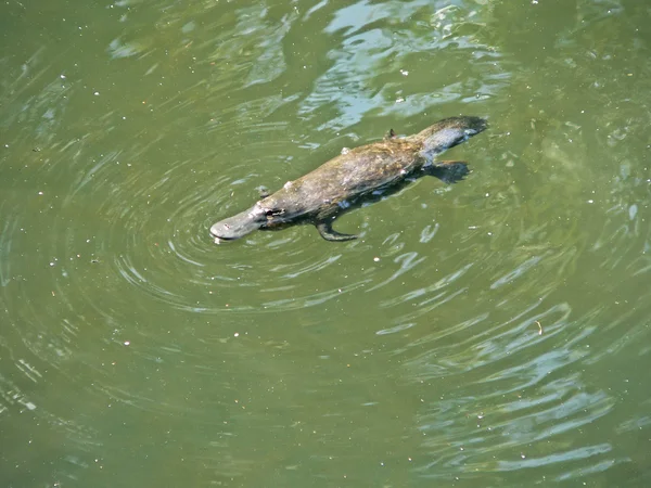 Factura de rață platypus — Fotografie, imagine de stoc