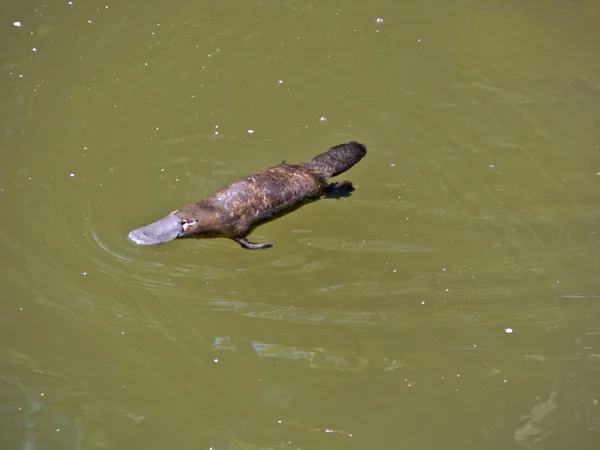 Factura de rață platypus — Fotografie, imagine de stoc