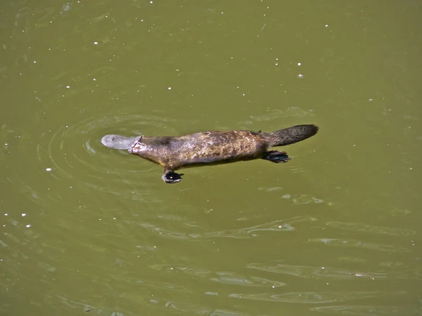 Duck bill platypus — Stock Photo, Image