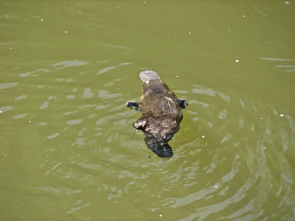 duck bill platypus