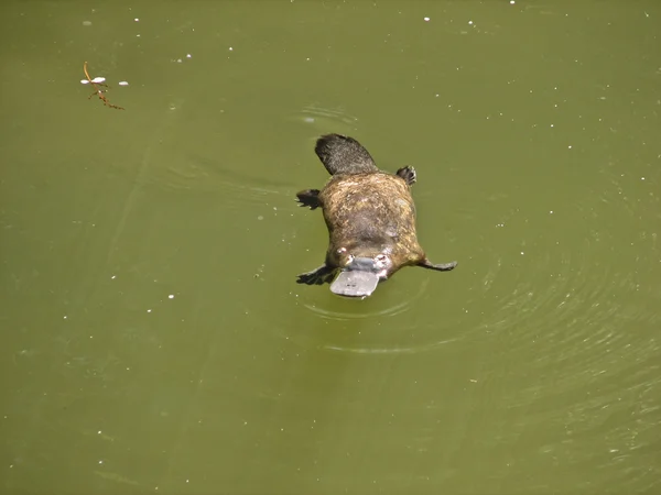 Factura de rață platypus — Fotografie, imagine de stoc