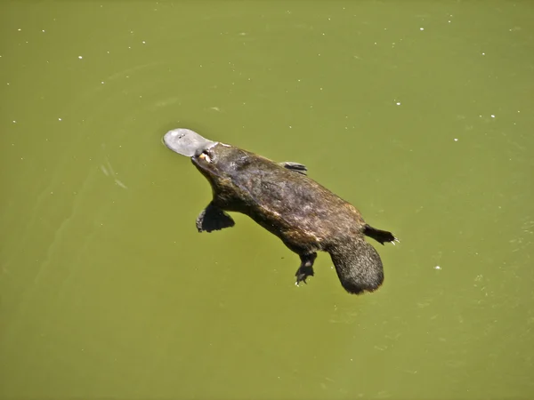 Factura de rață platypus — Fotografie, imagine de stoc