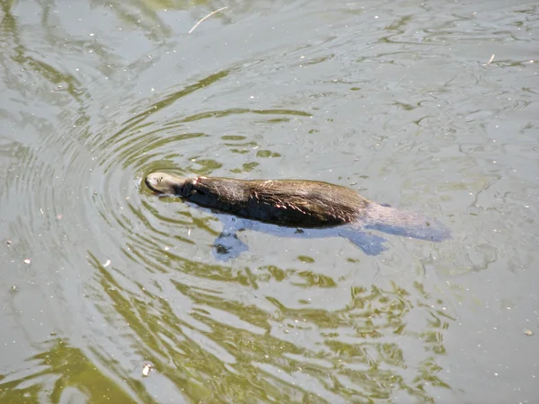 Factura de rață platypus — Fotografie, imagine de stoc