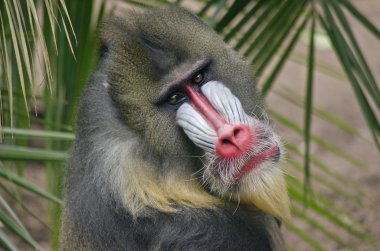 bir Mandrill'di yakın çekim