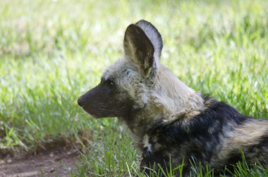 Afrika vahşi köpeği
