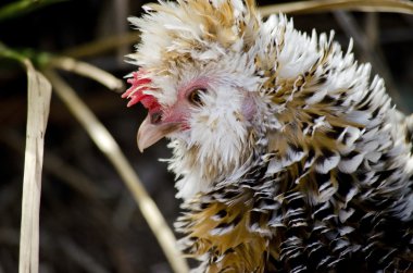 Frizzle tavuk yakın çekim