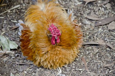 Frizzle tavuk yakın çekim
