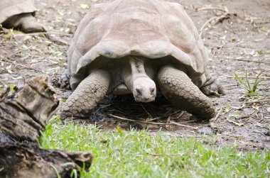 Dev kaplumbağa kapatın