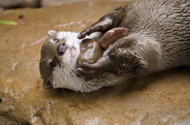 oryantal otter oynarken