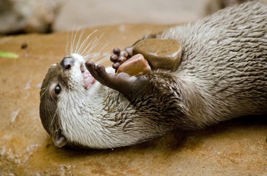 oryantal otter oynarken