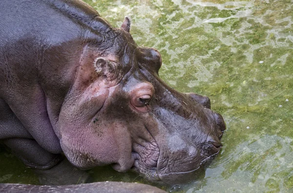 De happy hippo — Stockfoto