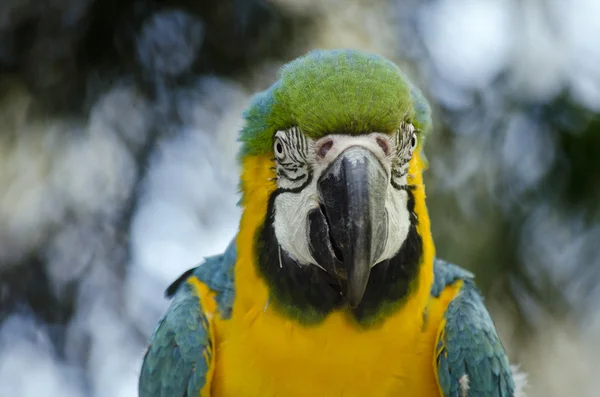 Modrý a zlatý macaw — Stock fotografie