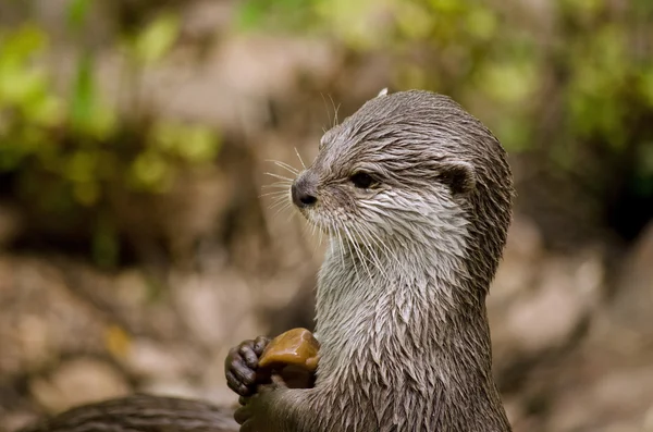 Lontra oriental jogando — Fotografia de Stock