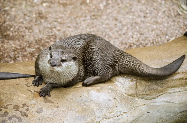 oryantal otter arıyorsunuz