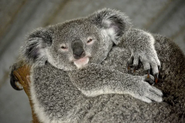 Joey koala close up — Stock Photo, Image