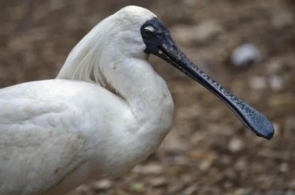 Royal spoonbill with black bill — Stock Photo, Image