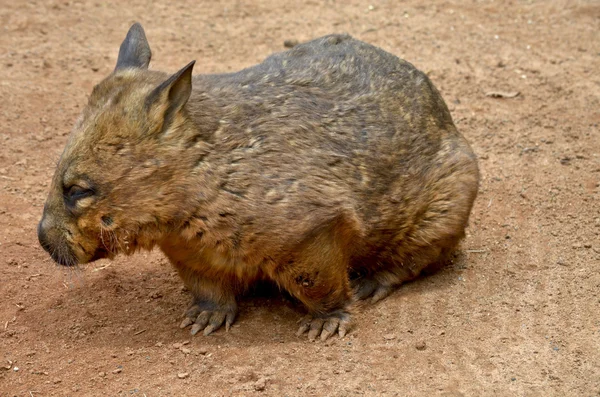 The common wombat — Stock Photo, Image