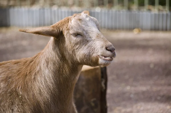 goat grinding his teeth