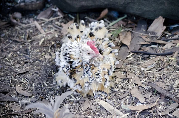 Un pollo Frizzle — Foto de Stock