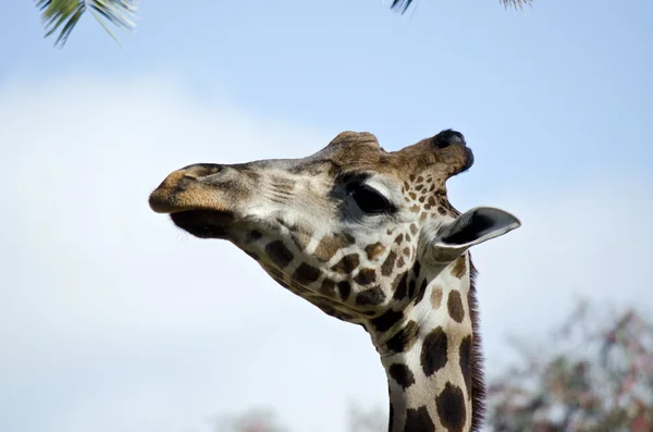 Giraff på nära håll — Stockfoto