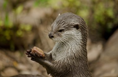 oriental otter  close up clipart