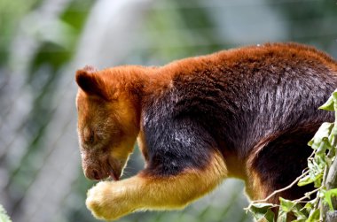 Ağaç Kangurusu yakın çekim
