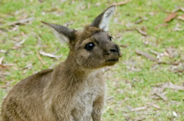 Ki カンガルーをクローズ アップ — ストック写真