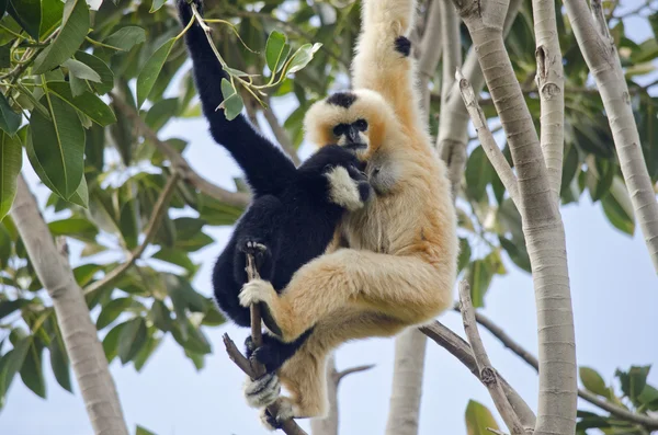 Vit inför gibbon — Stockfoto