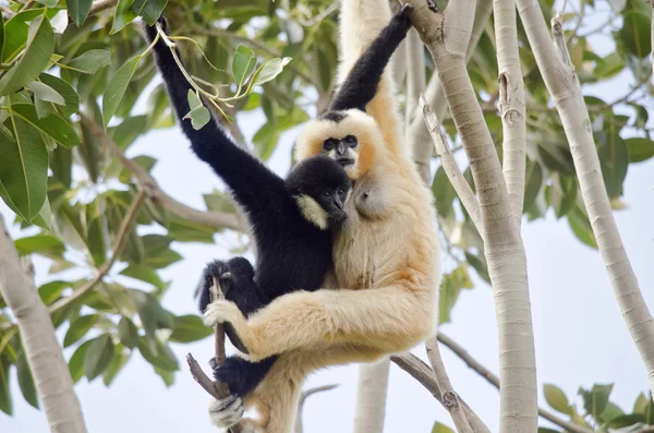 Gibbone bianco — Foto Stock