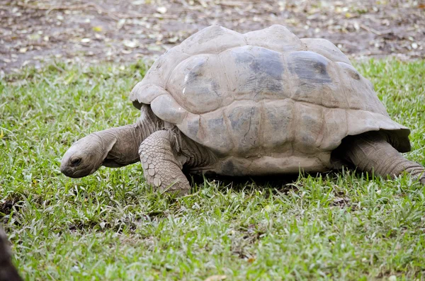 Jätten sköldpaddan närbild — Stockfoto