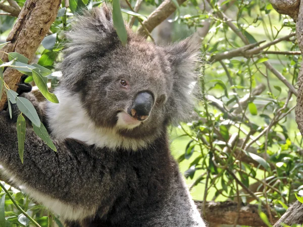 Koala z bliska — Zdjęcie stockowe