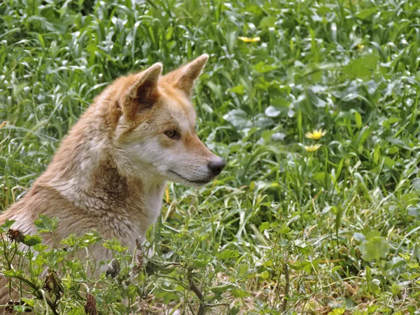 Dourado dingo close up — Fotografia de Stock