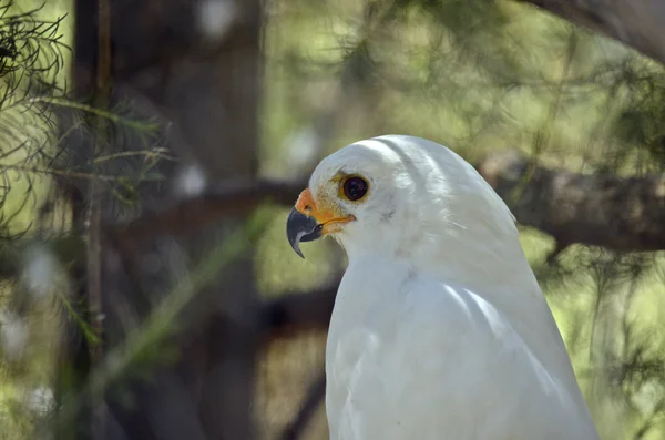 Šedá goshawk zblízka — Stock fotografie