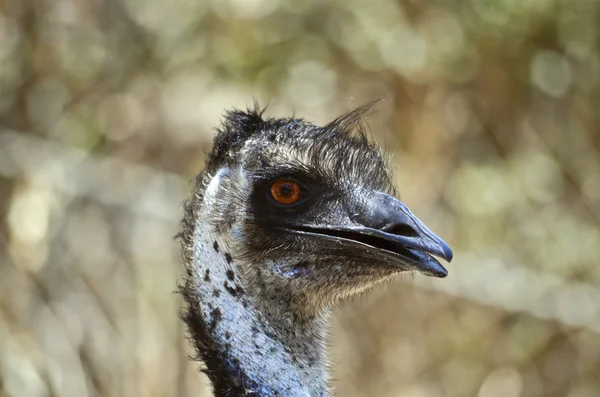 Austaliann emu z bliska — Zdjęcie stockowe