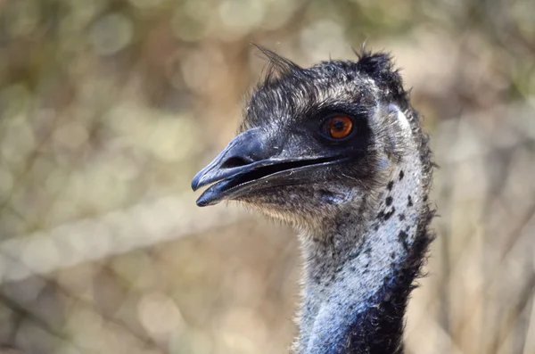 Austaliann emu z bliska — Zdjęcie stockowe