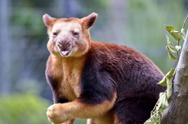 ツリー カンガルーをクローズ アップ — ストック写真