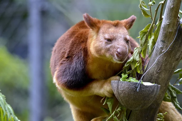 Träd kangaroo närbild — Stockfoto