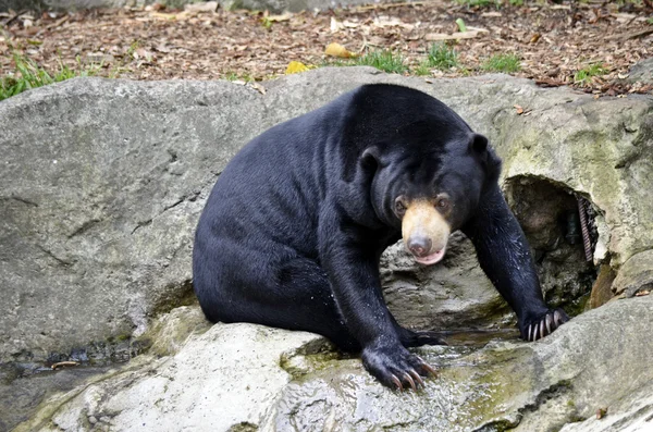 Μαύρη αρκούδα αναρρίχηση — Φωτογραφία Αρχείου