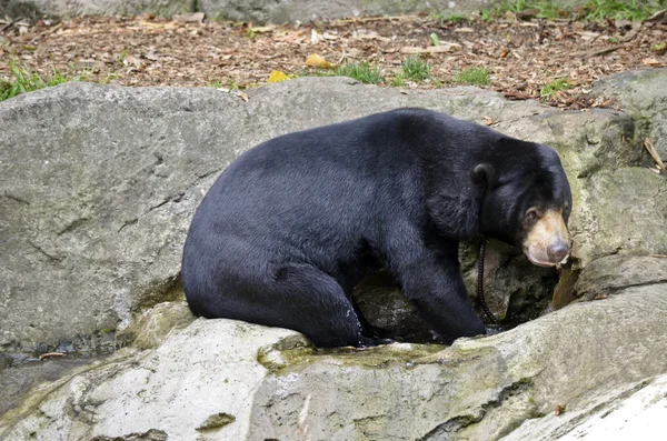 Τεμπέλης μαύρη αρκούδα — Φωτογραφία Αρχείου