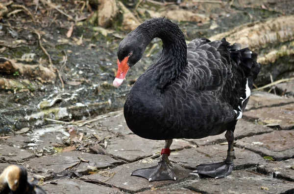 Australische zwarte zwaan — Stockfoto