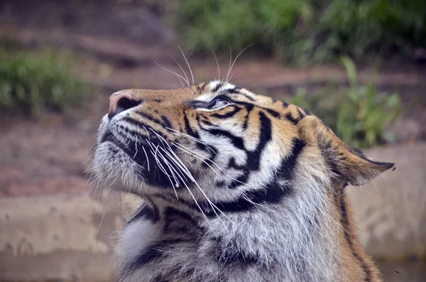 Tigre de cerca — Foto de Stock