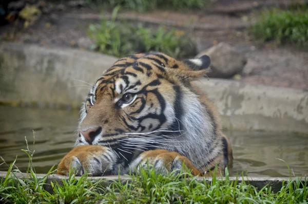 Tigre de cerca — Foto de Stock