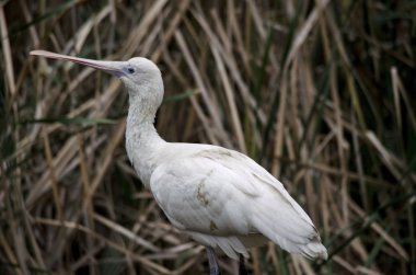 Sarı fatura kaşıkçı