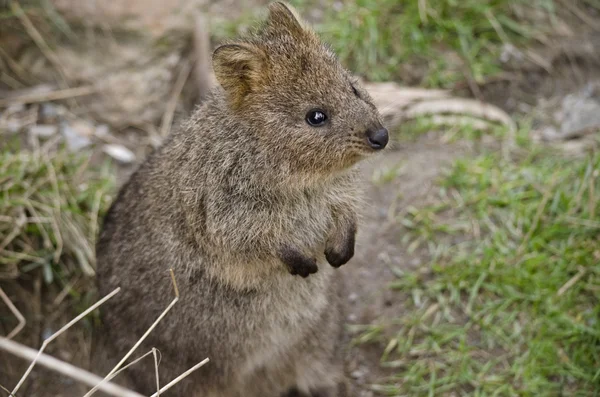 Klokan quokka zblízka — Stock fotografie