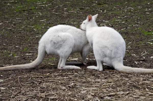 Albino wallabies feeding — Stock Photo, Image