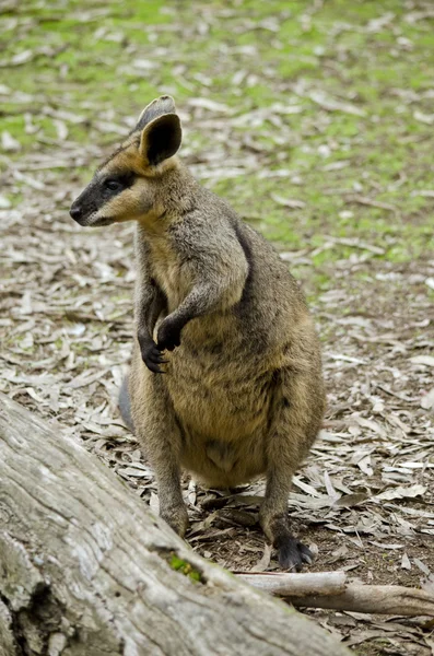 Kanguru tırmalamak bataklık — Stok fotoğraf