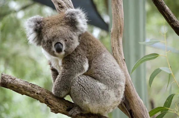 Koala jusqu'à l'arbre — Photo