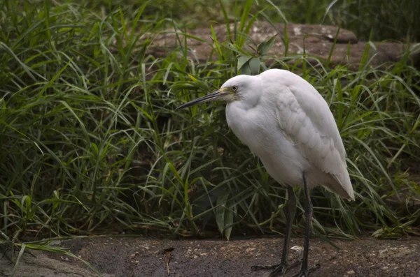 白鷺小鳥 — ストック写真