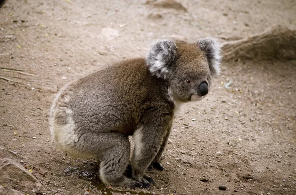 Koala vue latérale — Photo