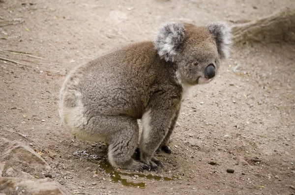 Koala vista laterale — Foto Stock